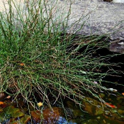 planta aquática verde com folhas enroladas junto a pedra e água clara