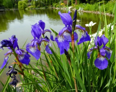 Flores de íris roxas junto a lago com vegetação verde