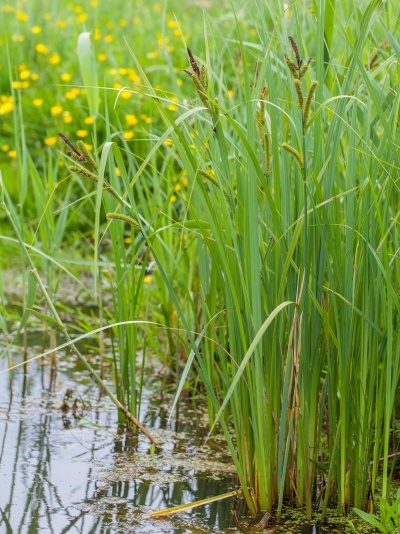 Planta aquática verde com flores em ambiente natural com água e flores amarelas ao fundo