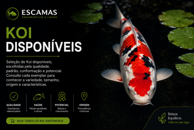 Peixe koi colorido vermelho, branco e preto numa lagoa com folhas aquáticas e texto promocional em fundo preto.