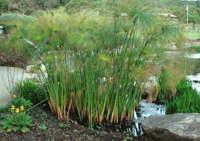 Plantas aquáticas verdes próximas a lago com pedra e vegetação