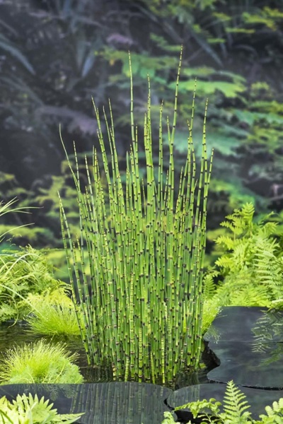 Planta verde com caules finos segmentados e folhas verdes ao redor perto de água