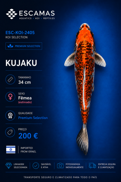 Peixe Koi Kujaku laranja, preto e branco com fundo azul e texto informativo