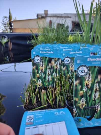 Vasos com plantas Eleocharis palustris com etiquetas azuis e paisagem aquática ao fundo