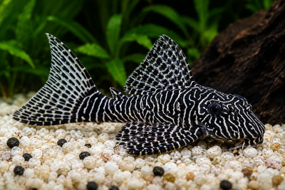 Peixe zebrado preto e branco com nadadeiras grandes em aquário com gravilha e planta verde