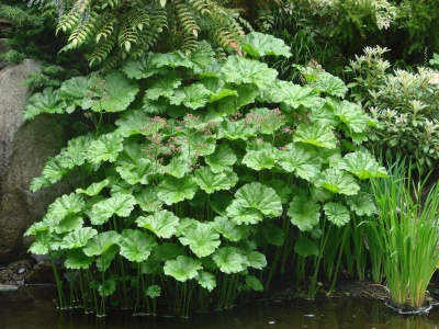 Plantas com folhas grandes e flores junto a uma margem de água.