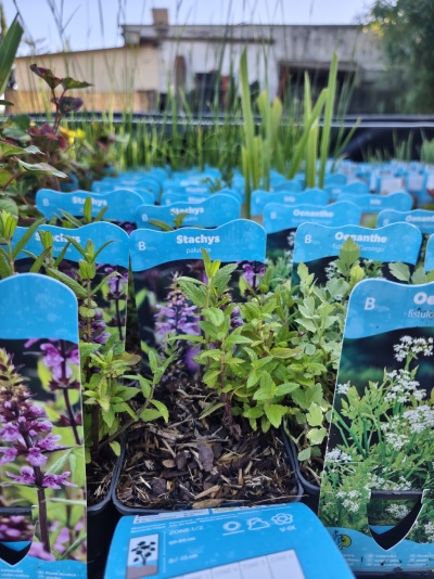 Mudas de plantas com etiquetas azuis em vasos pretos em jardim ao ar livre
