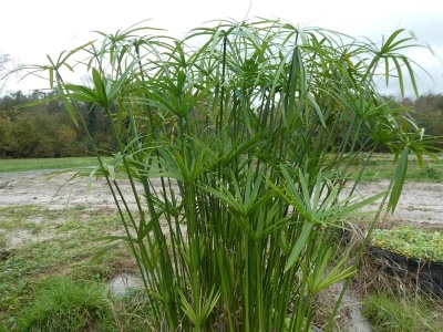 Planta verde com folhas em forma de guarda-chuva ao ar livre