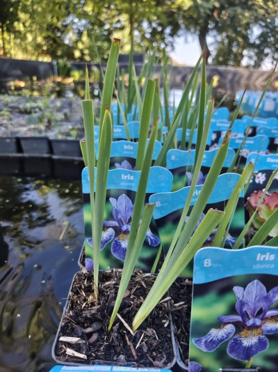 Plantas de Iris sibirica em vasos com etiquetas azuis num jardim exterior