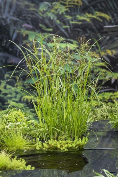 Plantas aquáticas verdes com folhas longas perto de água e pedras negras