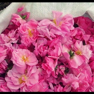 Flores rosa variadas dentro de um saco branco