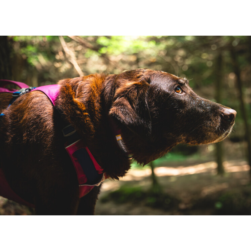 Flagline™ Dog Harness with Handle - Alpenglow Pink - Ruffwear Cão castanho escuro com colete cor de rosa e preto na floresta