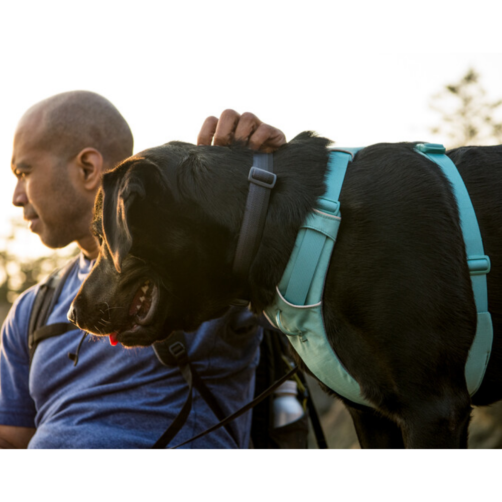 Front Range® Dog Harness - River Rock Green - Ruffwear Cão preto com arnês azul claro e homem com mochila ao ar livre