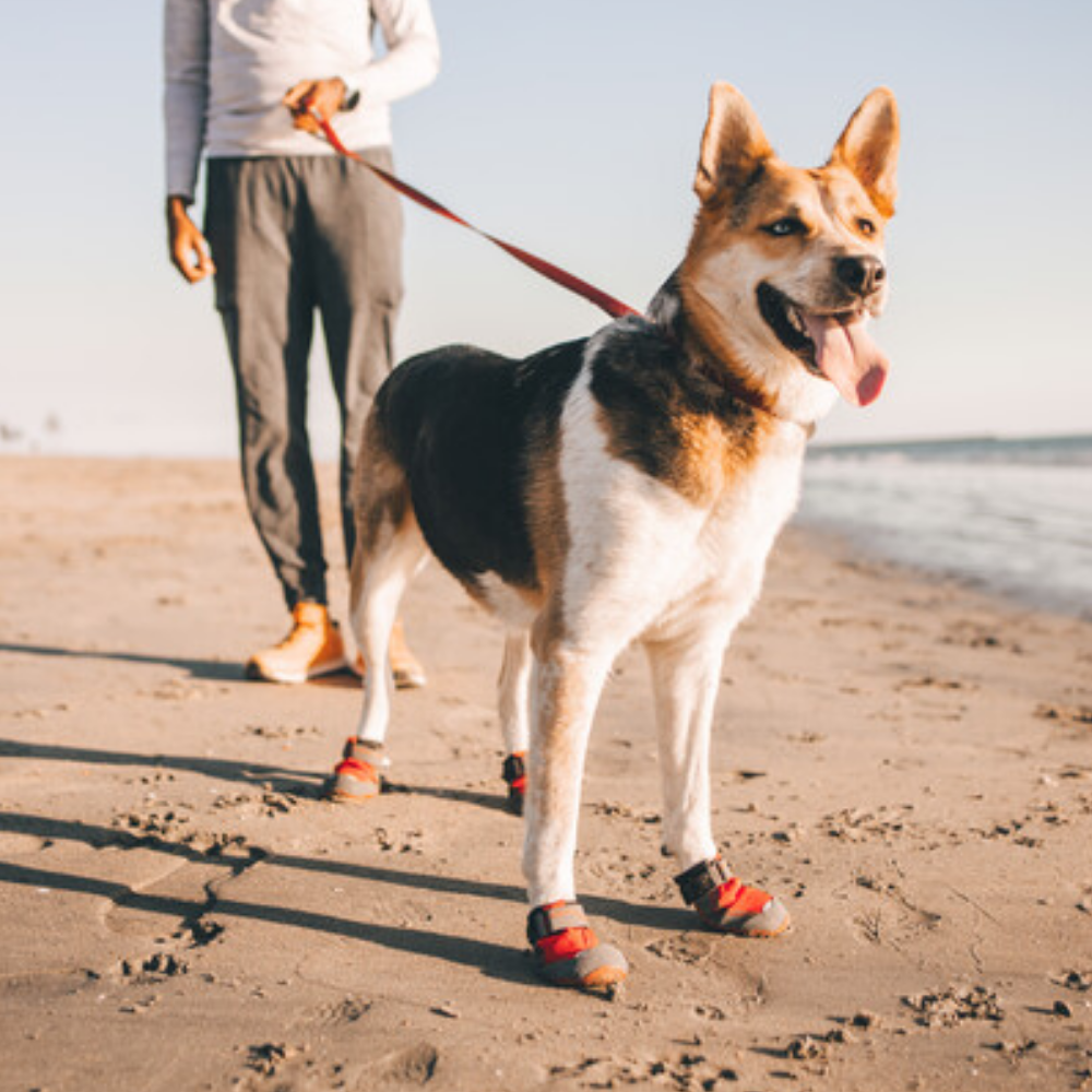 GRIP TREX™ SHOES - Red Sumac Cão com botas vermelhas na praia preso a trela vermelha