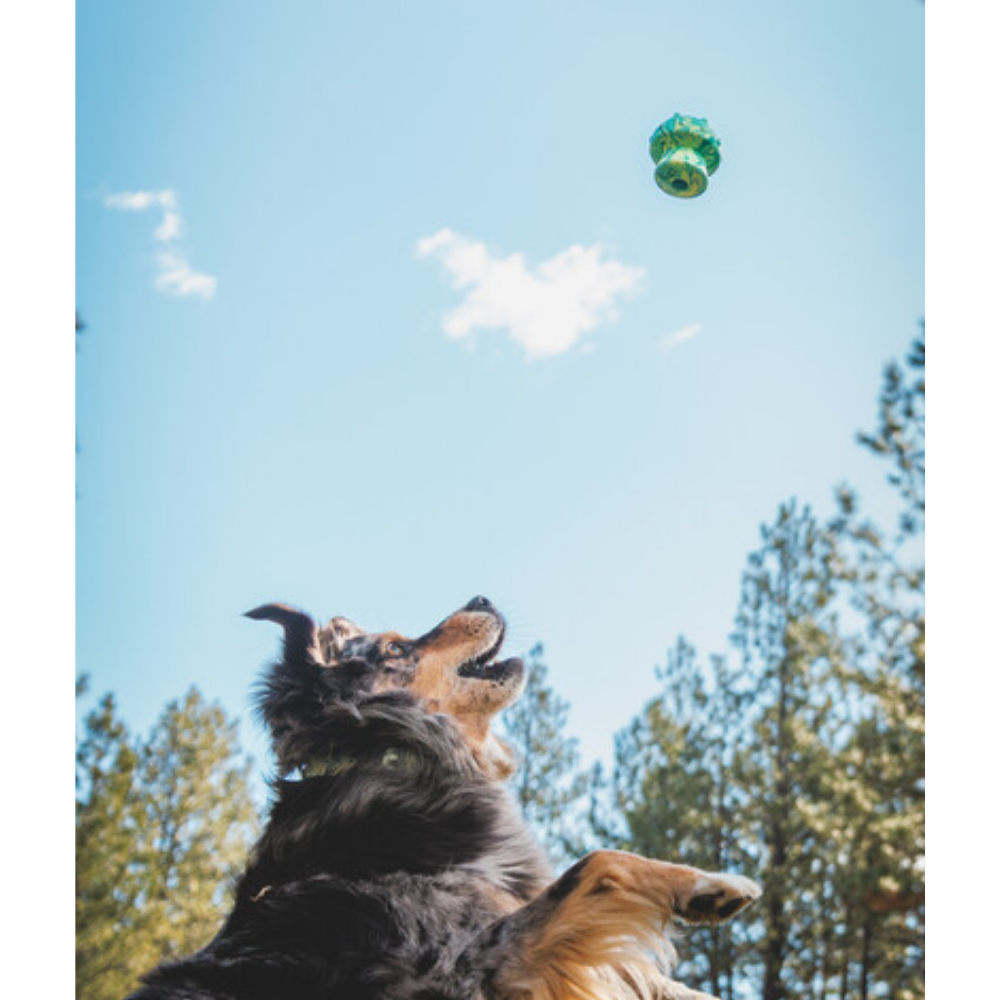Toadstool™ Dog Toy - Blue Prism - Ruffwear Cão a saltar para apanhar brinquedo no ar em ambiente exterior