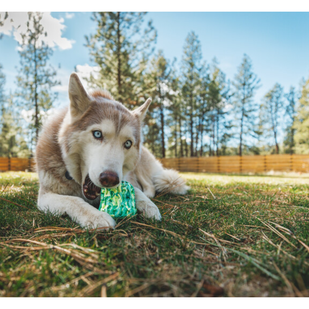 Morel™ Dog Toy - Blue Prism Husky siberiano deitado na relva a morder brinquedo verde exterior