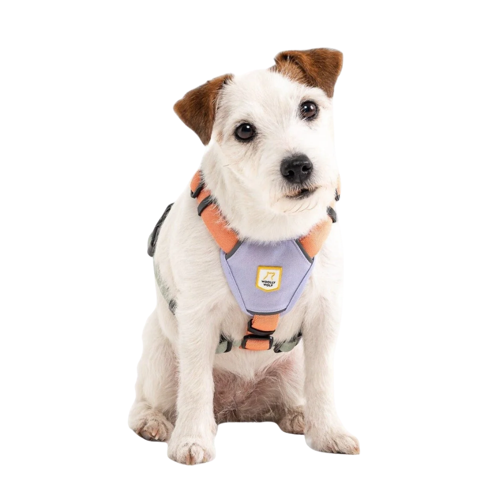 Arnês para cão Color block rosa-salmão misto - Wolly Wolf Cão pequeno branco com arnês cor-de-rosa e cinzento