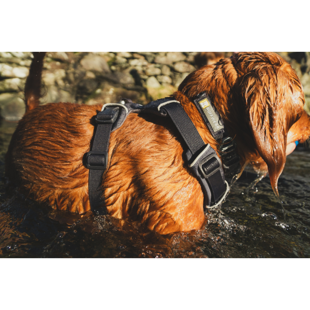 Front Range® Dog Harness - Basalt Gray - Ruffwear Cão castanho molhado com coleira preta RUFFWEAR na água