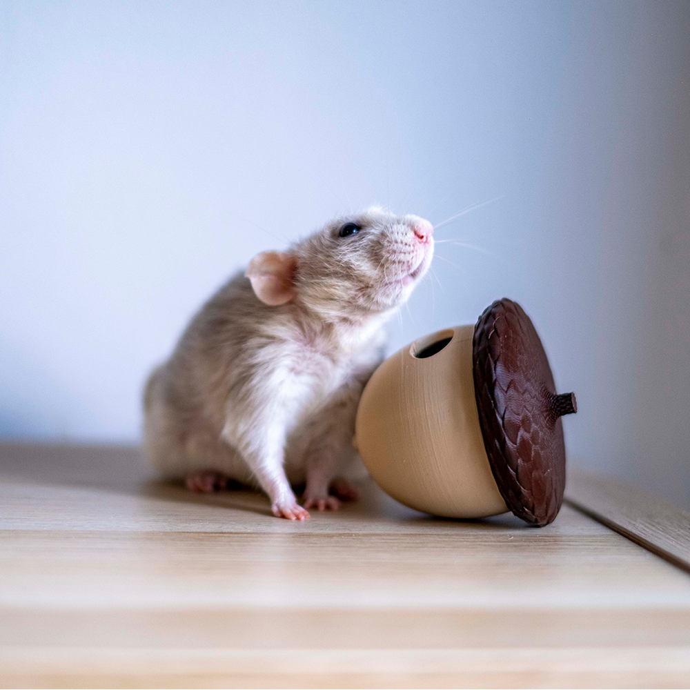 Rolling Acorn Rato ao lado de recipiente em forma de noz gigante sobre mesa de madeira clara