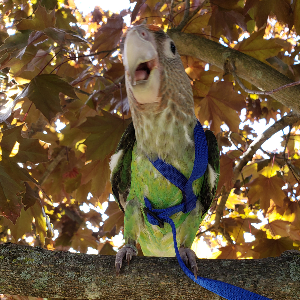 Aviator Vermelho - Bird Harness Papagaio colorido com trela azul numa árvore com folhas castanhas