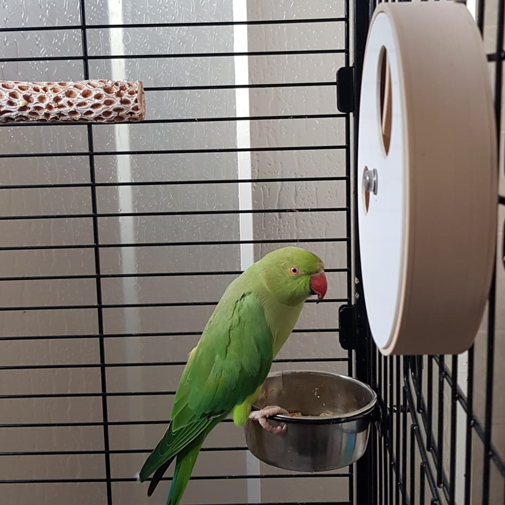 Large Foraging Wheel - tampa com 2 buracos Pássaro verde com bico vermelho em gaiola com poleiro de madeira e comedouro metálico