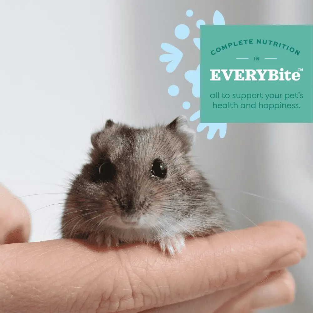 Oxbow Hamsters e Gerbos Hamster cinza e branco na mão de uma pessoa com rótulo verde