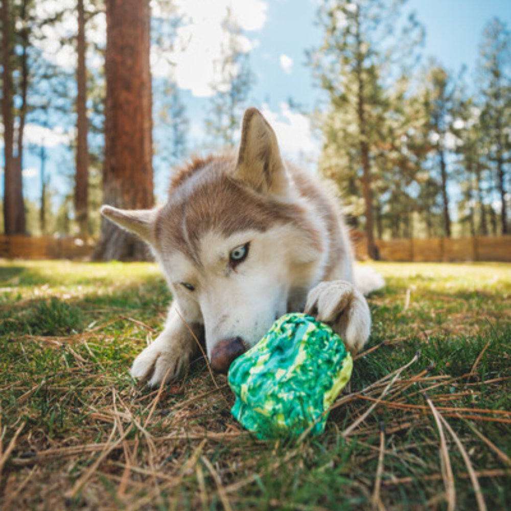 Morel™ Dog Toy - Blue Prism Husky a brincar com brinquedo verde no relvado ao ar livre