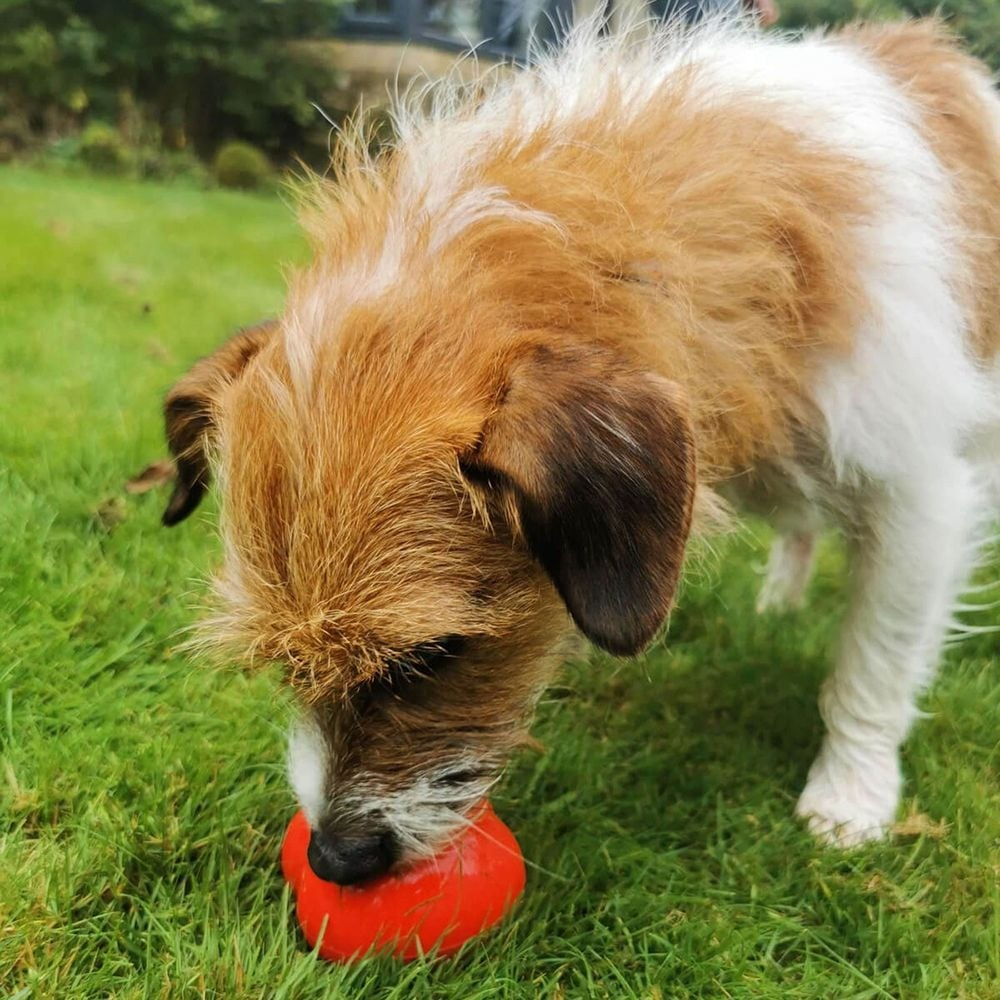 Frogg 'Robert' Vermelho - Dispensador de snacks Cão a brincar com brinquedo de borracha vermelho no jardim