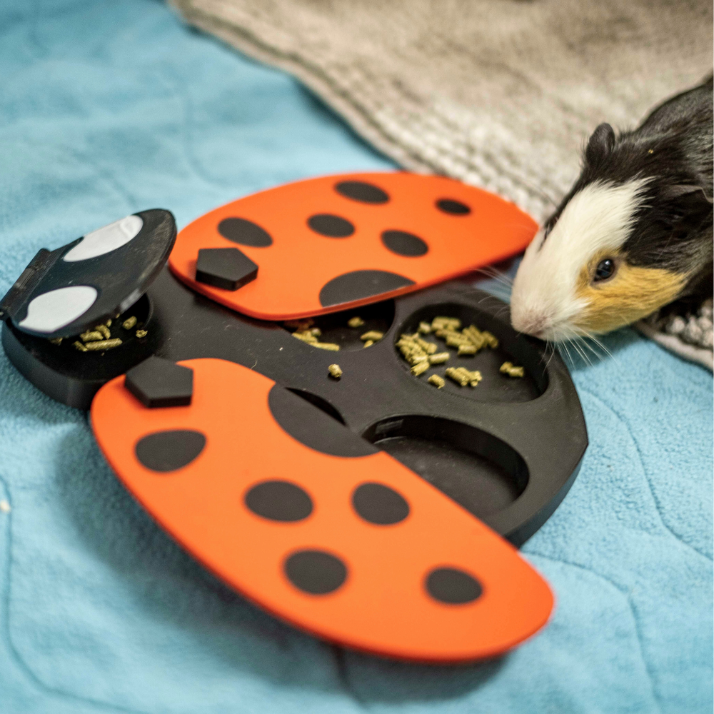 Joaninha Tabuleiro de Foraging Prato de alimentação para pequenos roedores com padrão de joaninha em plástico preto e vermelho