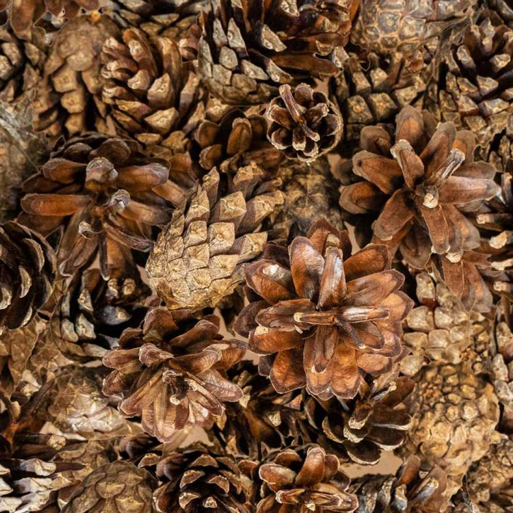 Pinhas - Back Zoo Nature Várias pinhas castanhas secas com texturas naturais