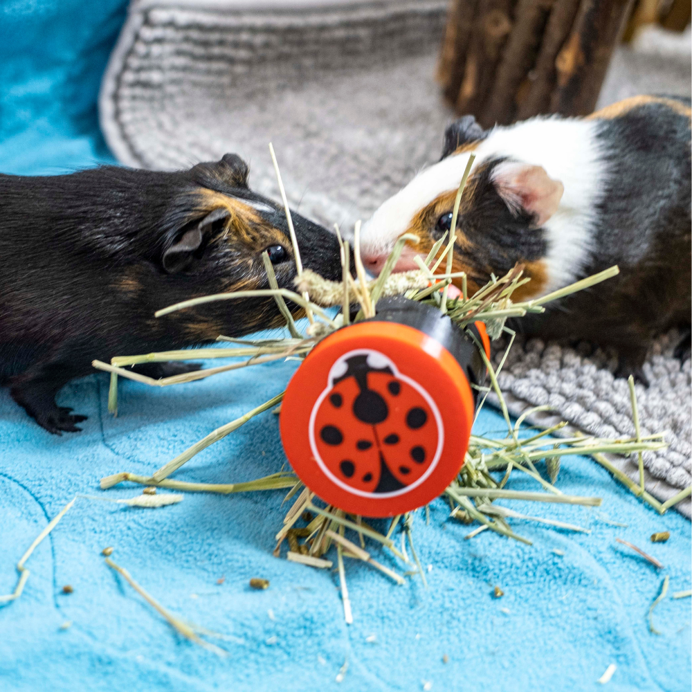 Joaninha Rolling Foraging Toy Dois porquinhos-da-índia a comer feno junto a brinquedo laranja com joaninha