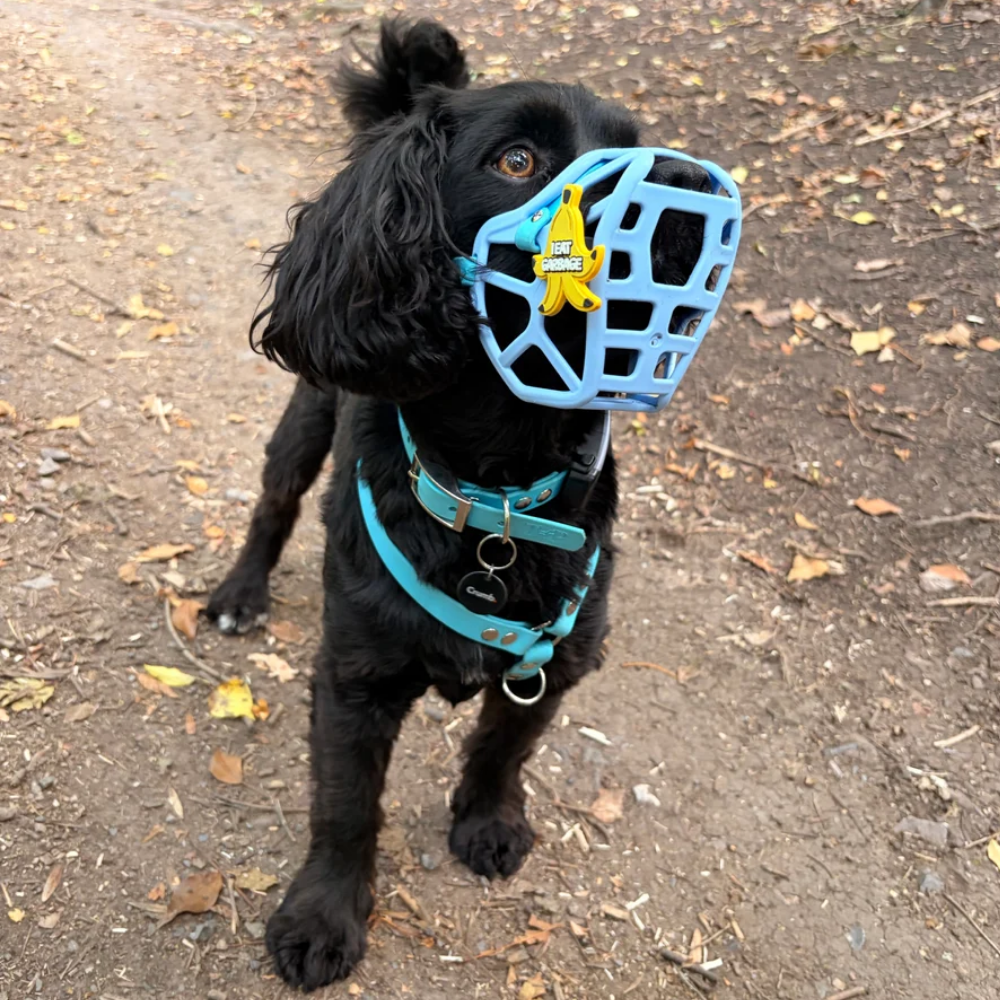 Mia - The Muzzle Movement Cão preto com focinheira azul e coleira azul num caminho de terra