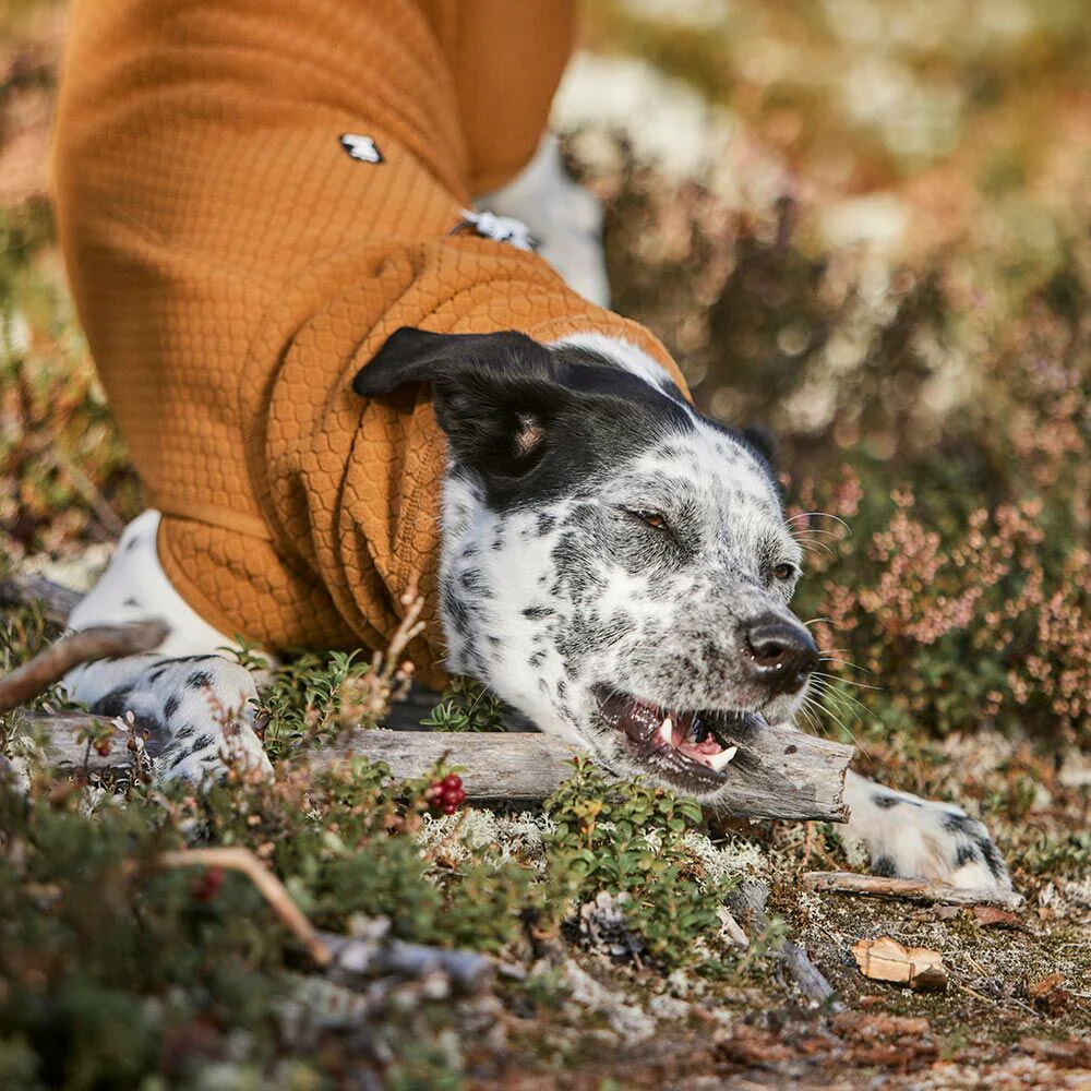 Warming Midlayer ECO Dog Jacket - Desert - Camisola interior - Hurtta Cão de pelagem branca com manchas pretas a usar casaco castanho a morder madeira ao ar livre.