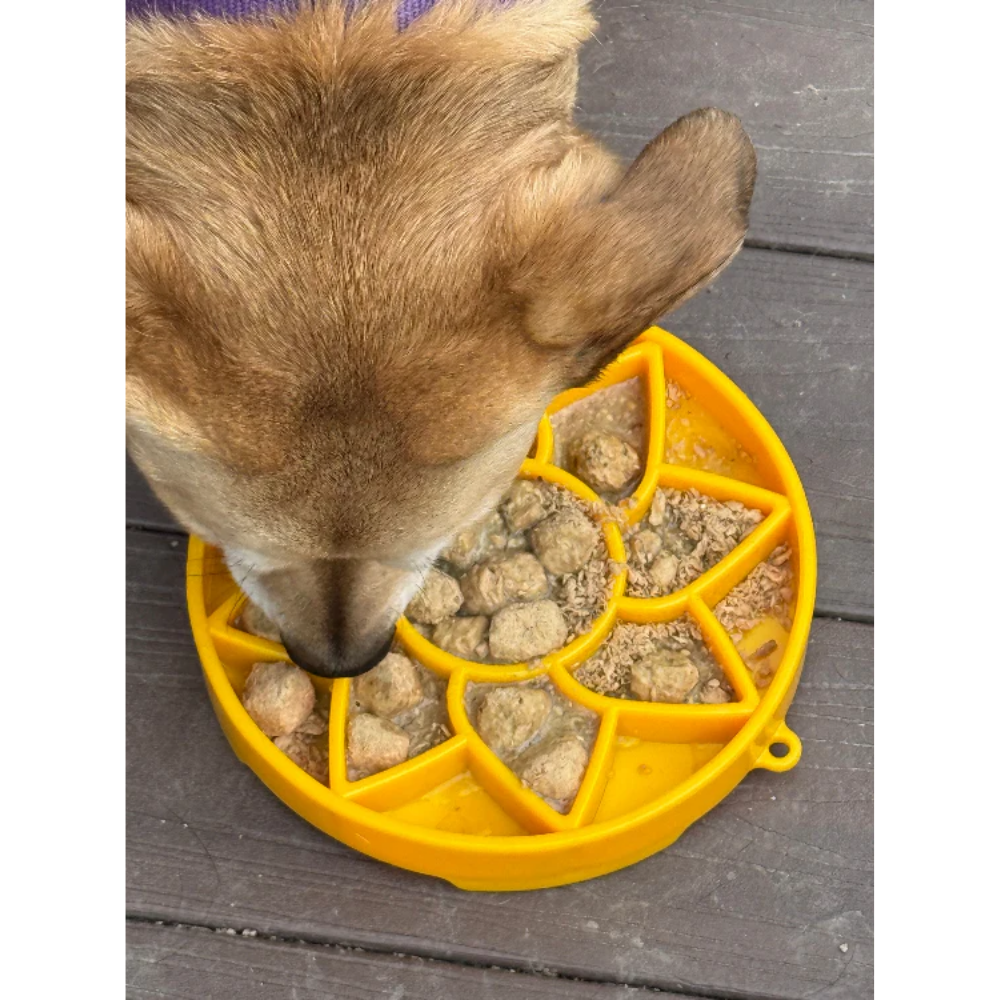 Sunflower Etray -Sodapup - Slowfeeder Comedouro lento amarelo para cães com comida húmida, visto de cima com cão a comer