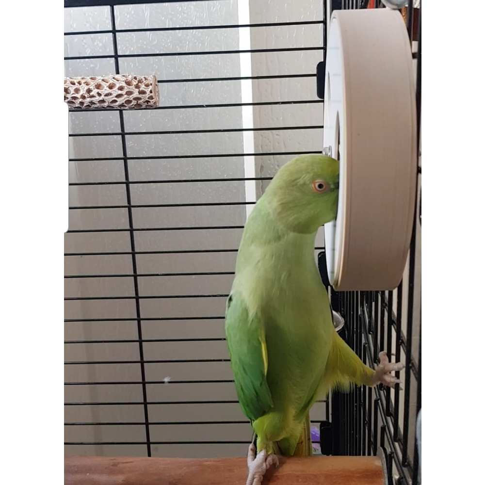 Large Foraging Wheel - tampa com 2 buracos Papagaio verde pousado numa gaiola com barras pretas e dispositivo branco circular