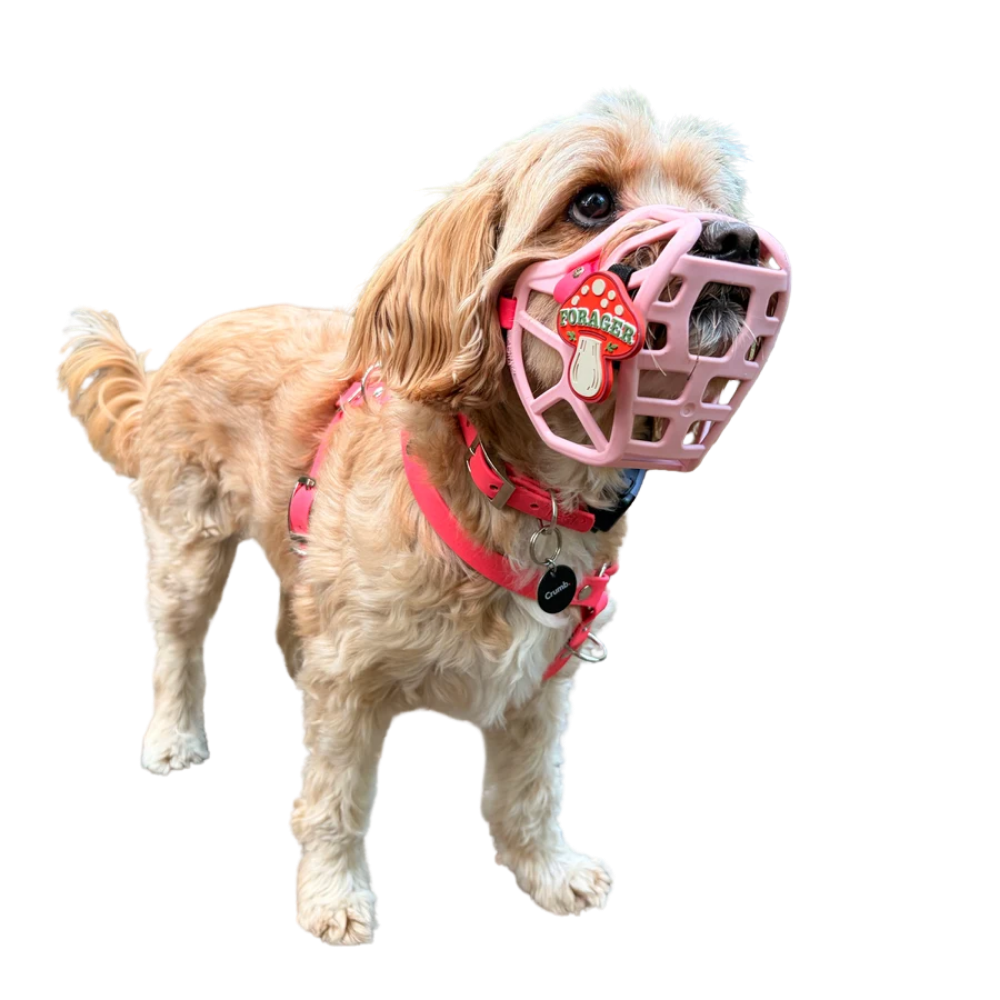 Mia - The Muzzle Movement Cão castanho claro com focinheira rosa e peitoral cor-de-rosa