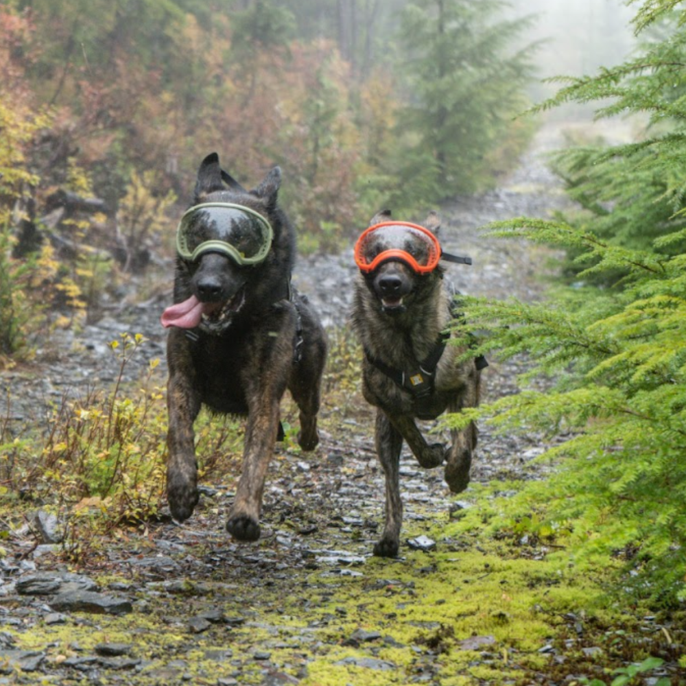Óculos - RexSpecs V2 - Verde-oliva "Coyote" Dois cães pretos com óculos de proteção a correr numa floresta