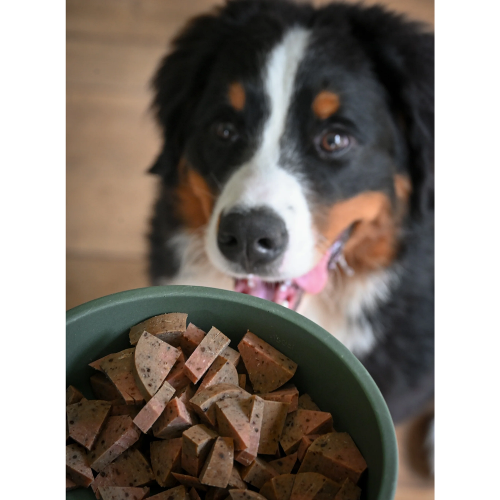 Meal or Treat - Arenque - Herbafix 400g Cão olhando para tigela verde com comida em pedaços triangulares