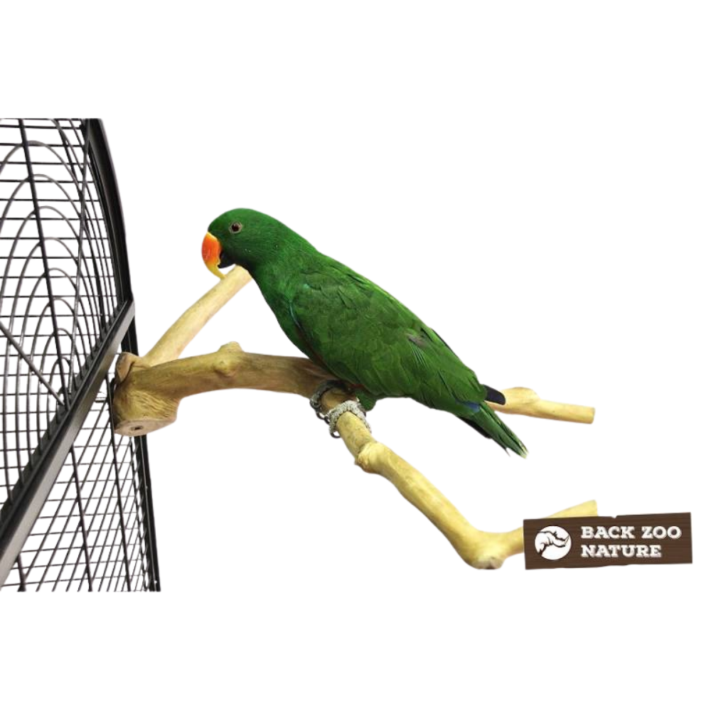 Poleiro de java com vários ramos - Premium - Back Zoo Nature Galho natural para pássaros com suporte metálico e uma garça verde com bico laranja