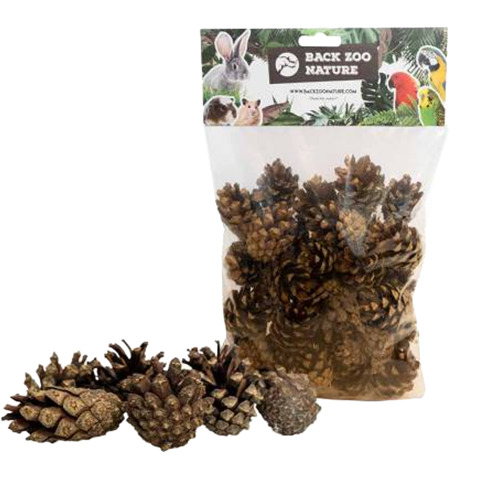 Pinhas - Back Zoo Nature Sacos transparentes com pinhas naturais e rótulo colorido Back Zoo Nature