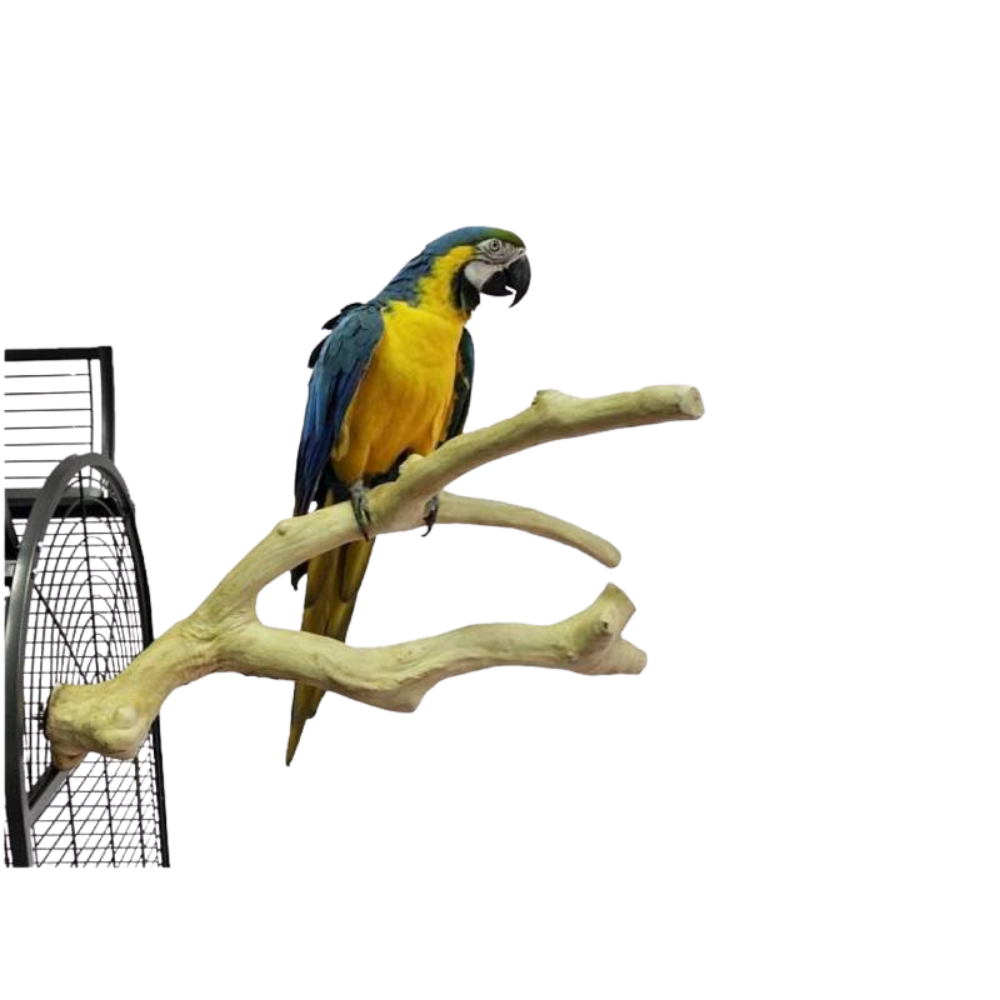 Poleiro de java com vários ramos - Premium - Back Zoo Nature Andorinha azul e amarela em galho de madeira clara fixado em estrutura metálica preta