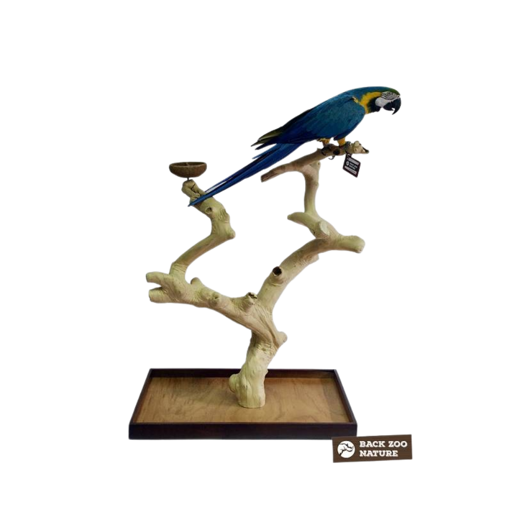 Suporte para actividades - Poleito Java - Premium - Back Zoo Nature Estante para papagaio em madeira com papagaio azul e amarelo