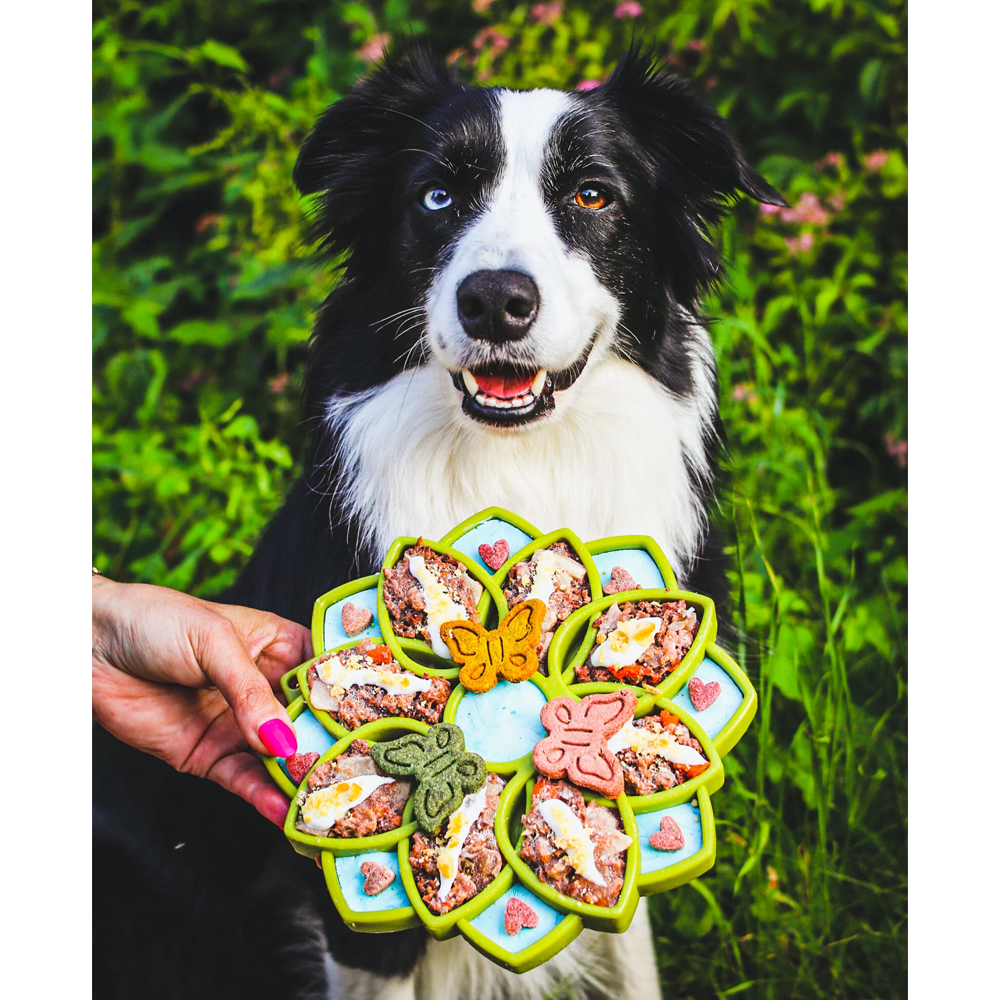 SlowFeeder Mandalda Etray -Sodapup Prato em forma de flor com borboletas coloridas segurado diante de um cão Border Collie com olhos heterocromáticos