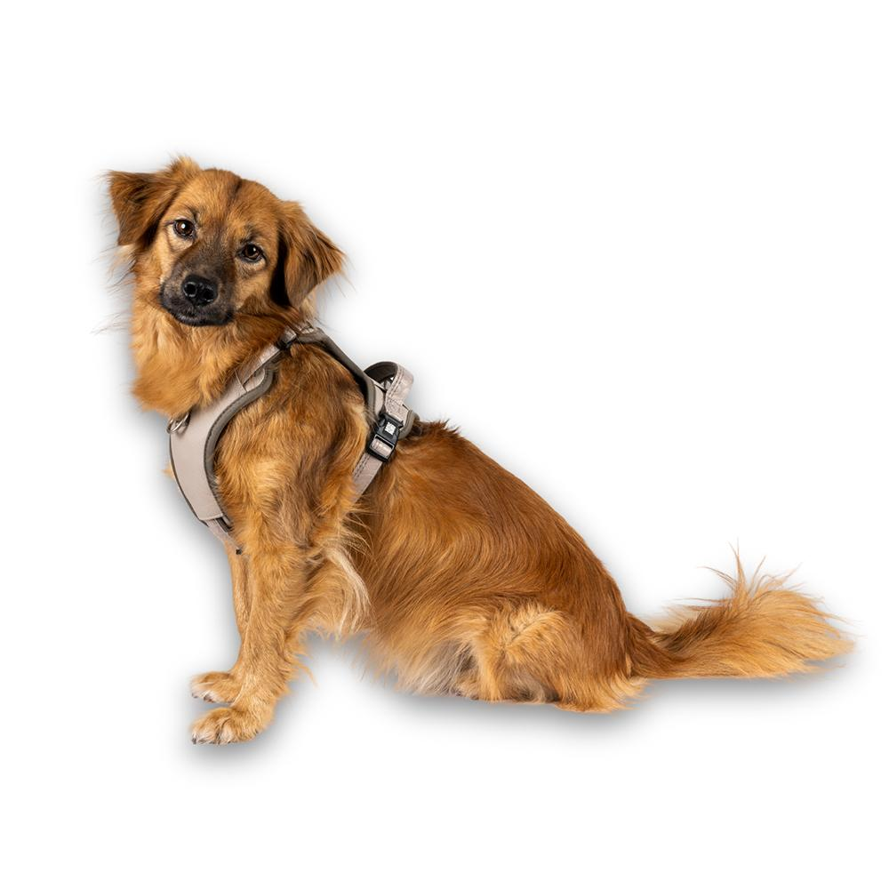 GOTCHA! Smart ID Sport Harness - Matrix 2.0 Areia Cão castanho com coleira peitoral bege sentado