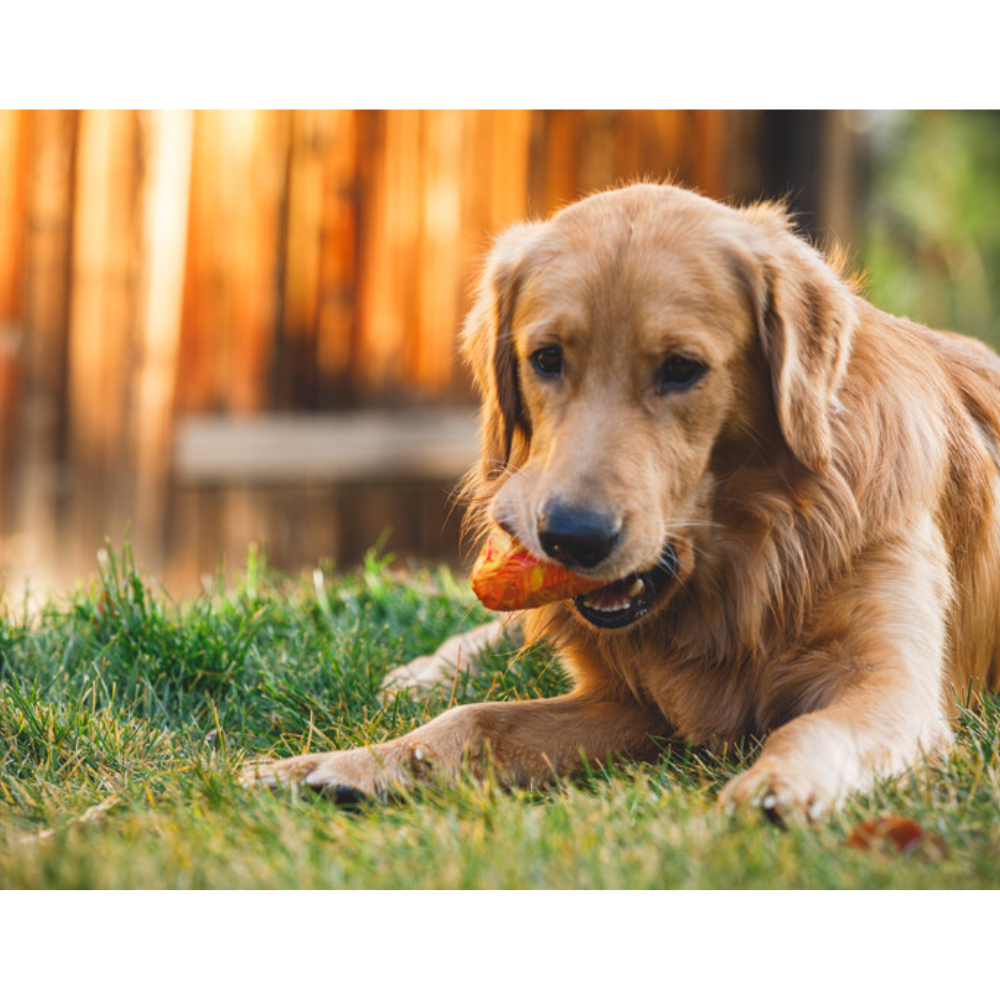 GNAWT-A-CONE™ TOY - Salamander Orange Cão Golden Retriever deitado na relva com brinquedo laranja na boca