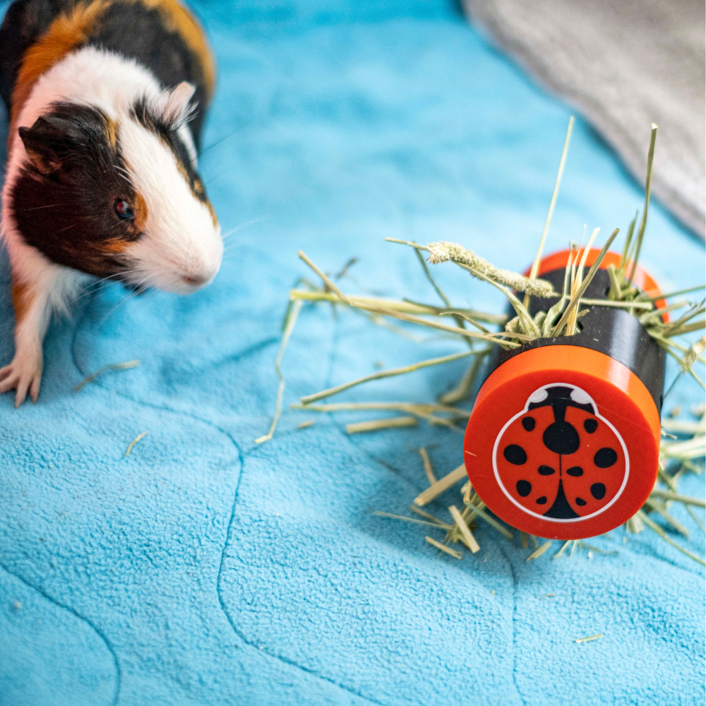 Joaninha Rolling Foraging Toy Cobaias com brinquedo de joaninha sobre tecido azul