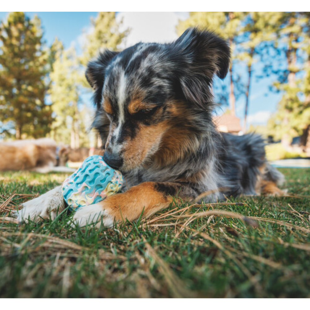 Morel™ Dog Toy - Blue Prism Cão a brincar com brinquedo azul na relva ao ar livre
