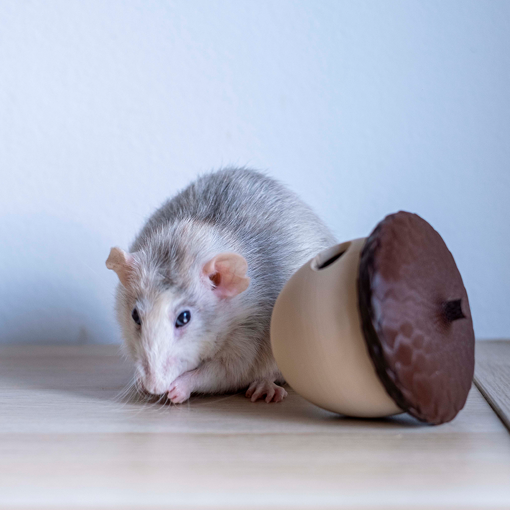 Rolling Acorn Rato cinza e branco ao lado de um objeto parecido com uma castanha em madeira clara