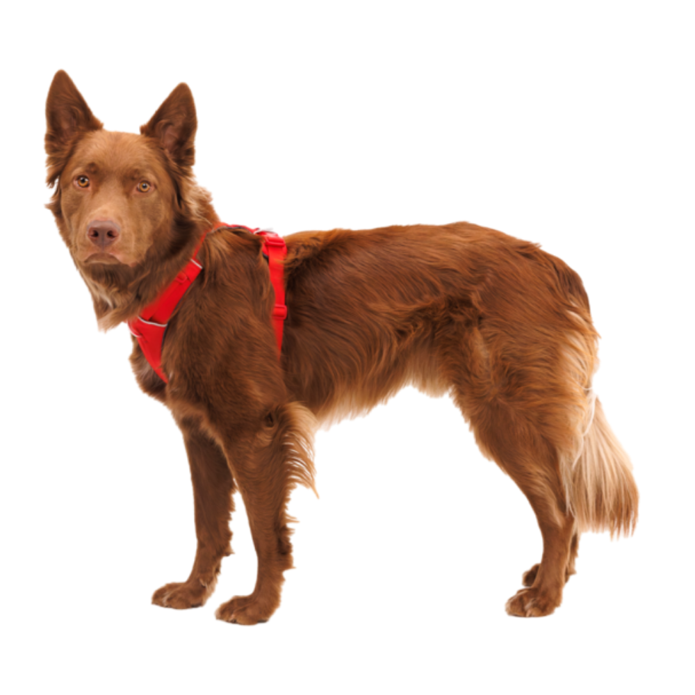 Front Range® Dog Harness - Red Canyon - Ruffwear Cão castanho com coleira peitoral vermelha em fundo transparente