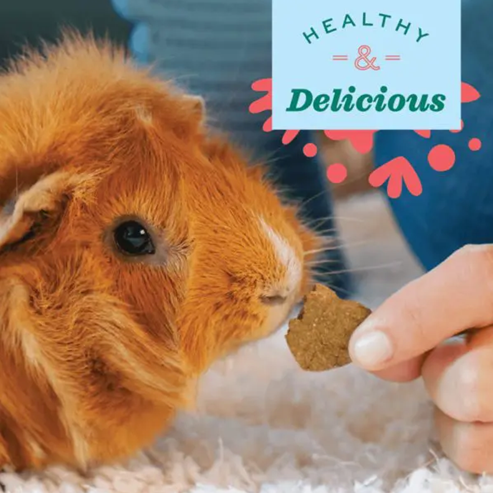 Oxbow Simple Treats Arando Porquinho-da-índia a ser alimentado com bolacha em forma de coração